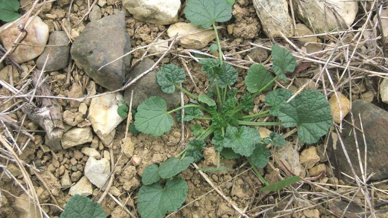 Malva común, Dicotiledóneas perennes