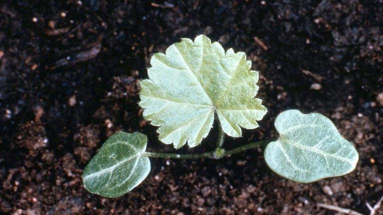 Malva común, Dicotiledóneas perennes