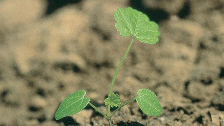 Malva común, Dicotiledóneas anuales