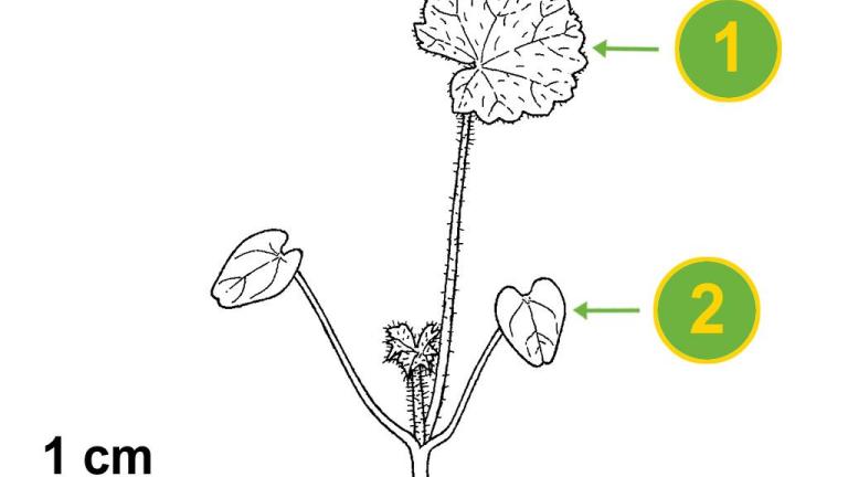Malva común, Dicotiledóneas perennes