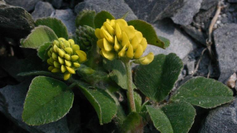 Lupulina, Dicotiledóneas anuales