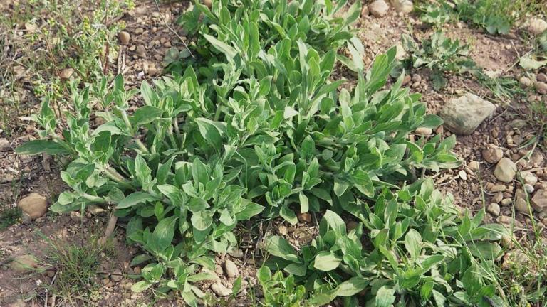 Collejas, Dicotiledóneas perennes