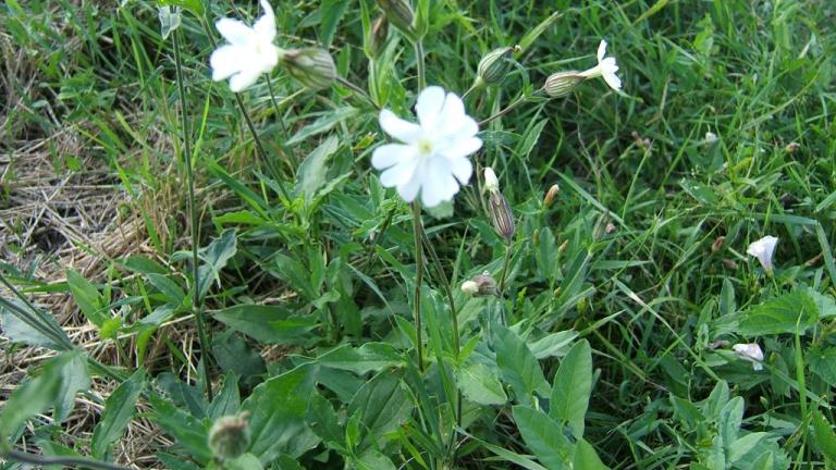 Collejas, Dicotiledóneas perennes