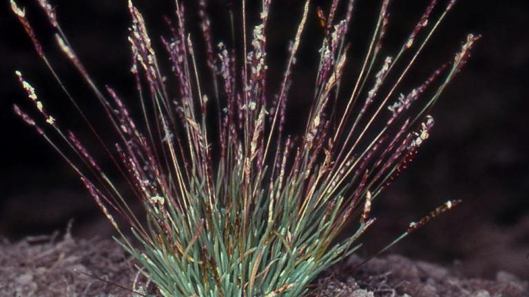 Molineriella , Gramíneas anuales y perennes