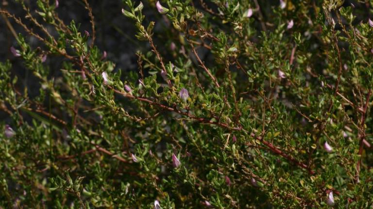 Abreojos, Dicotiledóneas perennes