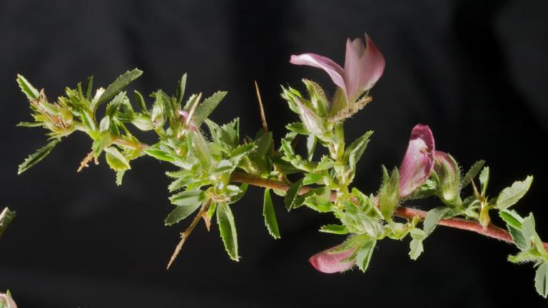 Abreojos, Dicotiledóneas perennes