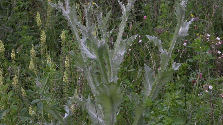 Cardo, Dicotiledóneas anuales