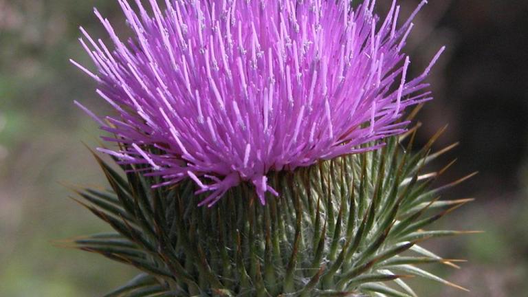 Cardo, Dicotiledóneas anuales