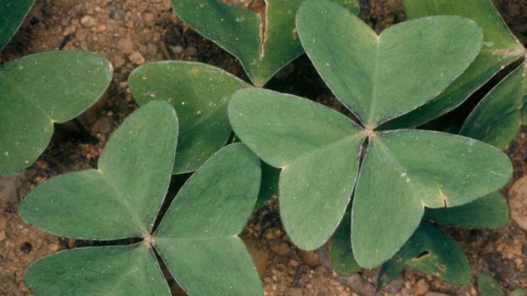 Quitatinta, Dicotiledóneas perennes