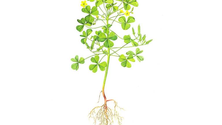 Quitatinta, Dicotiledóneas perennes