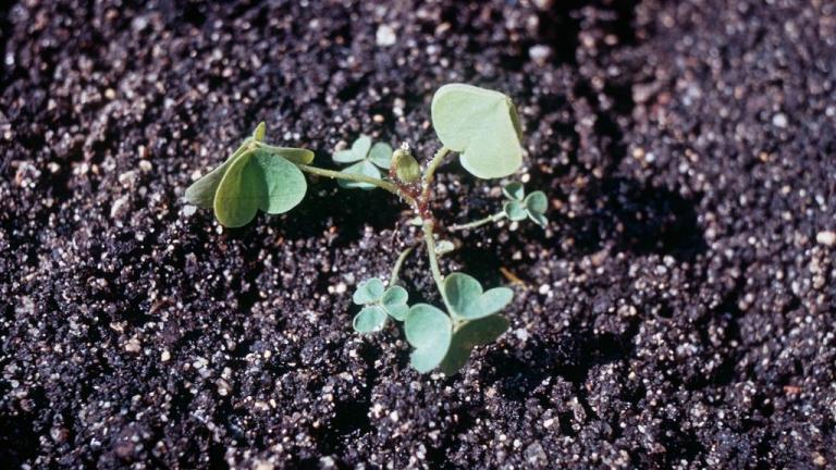 Quitatinta, Dicotiledóneas perennes