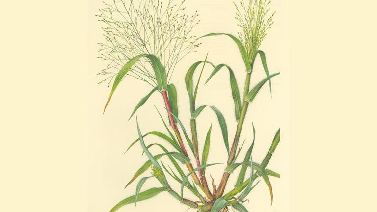 Pelillo brujo, Gramíneas anuales y perennes