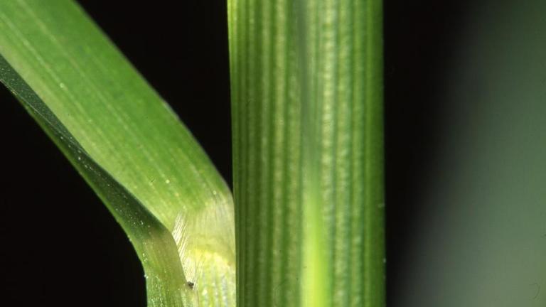 Mijo fino, Gramíneas anuales y perennes