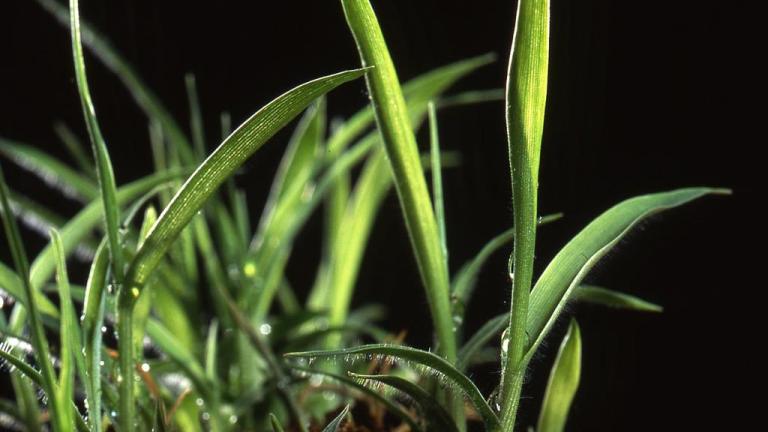 Mijo, Gramíneas anuales y perennes