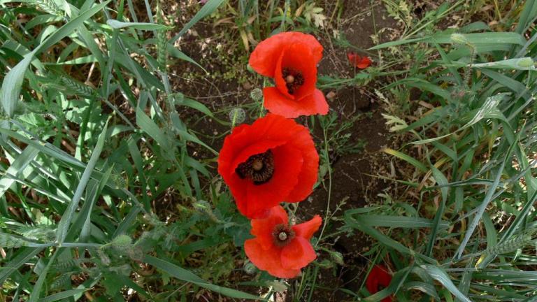 Amapola, Dicotiledóneas anuales