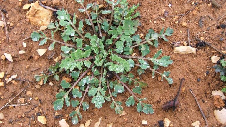 Amapola, Dicotiledóneas anuales