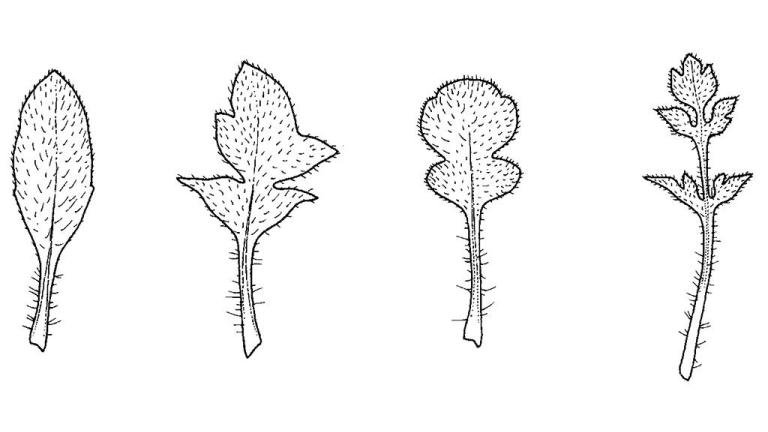 Amapola, Dicotiledóneas anuales
