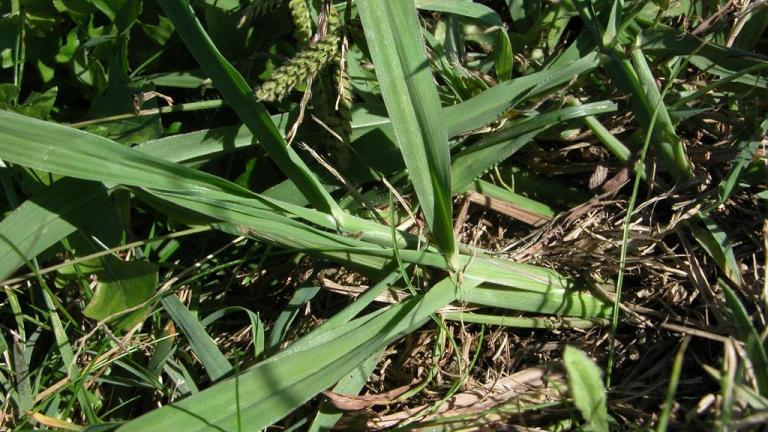 Pasto dulce, Gramíneas anuales y perennes