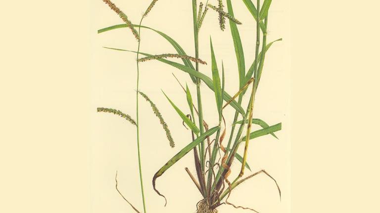 Pasto dulce, Gramíneas anuales y perennes