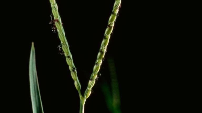 Grama de agua, Gramíneas anuales y perennes