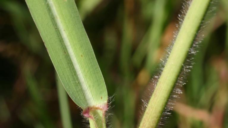 Grama de agua, Gramíneas anuales y perennes