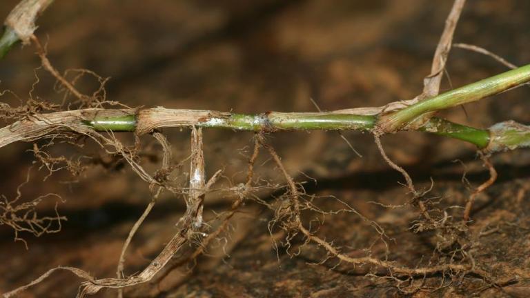 Grama de agua, Gramíneas anuales y perennes