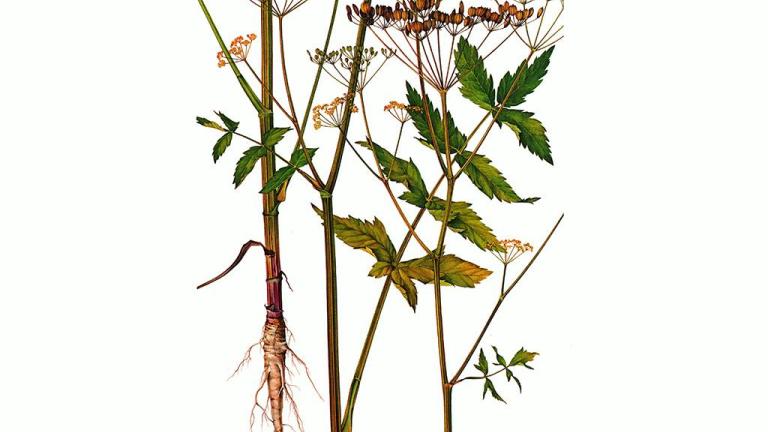 Zanahoria blanca, Dicotiledóneas perennes