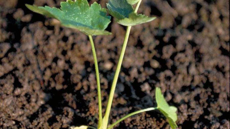 Zanahoria blanca, Dicotiledóneas perennes