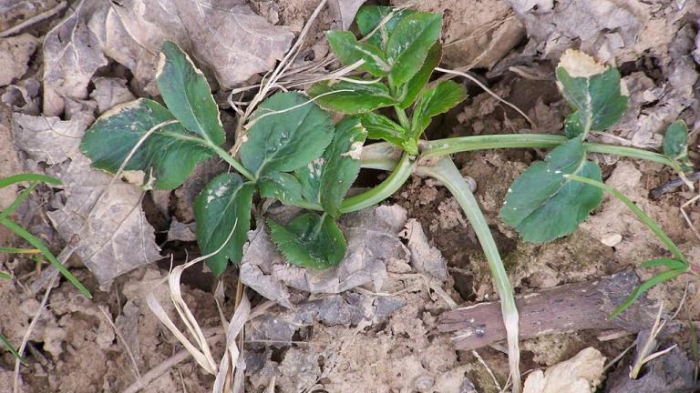 Zanahoria blanca, Dicotiledóneas perennes