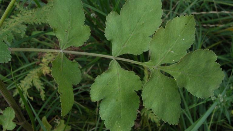 Chirivia bombardera, Dicotiledóneas perennes