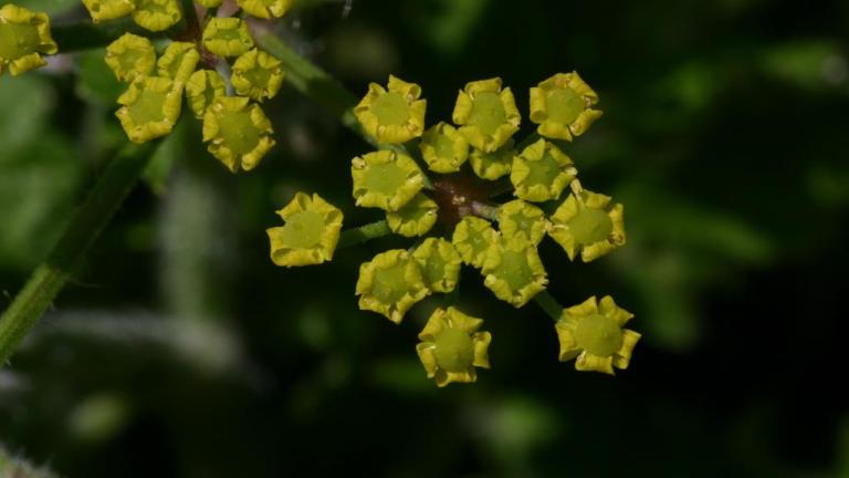 Chirivia bombardera, Dicotiledóneas perennes