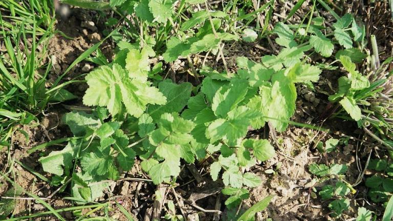 Chirivia bombardera, Dicotiledóneas perennes