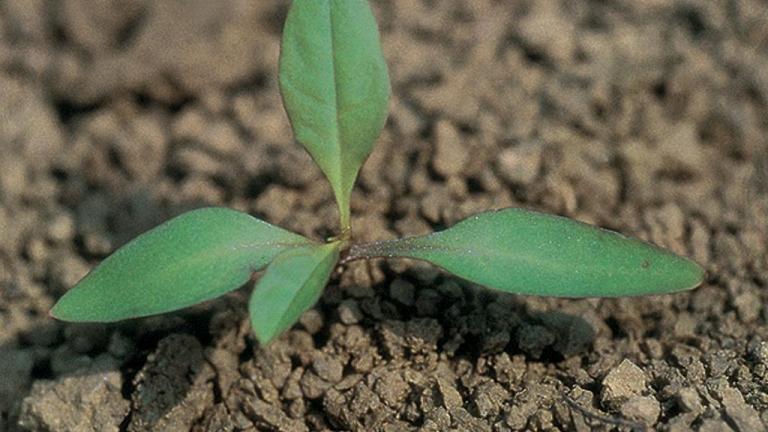Hierba carmin, Dicotiledóneas perennes