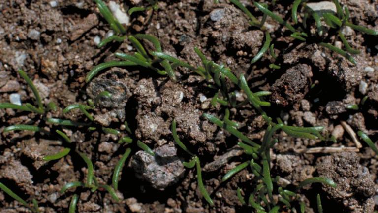 Corónopo, Dicotiledóneas perennes