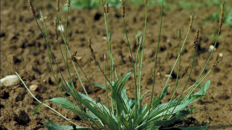 Llantén menor, Dicotiledóneas perennes