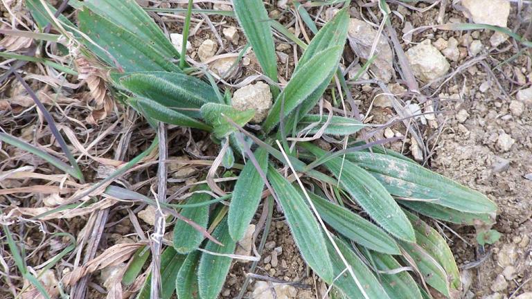 Llantén menor, Dicotiledóneas perennes