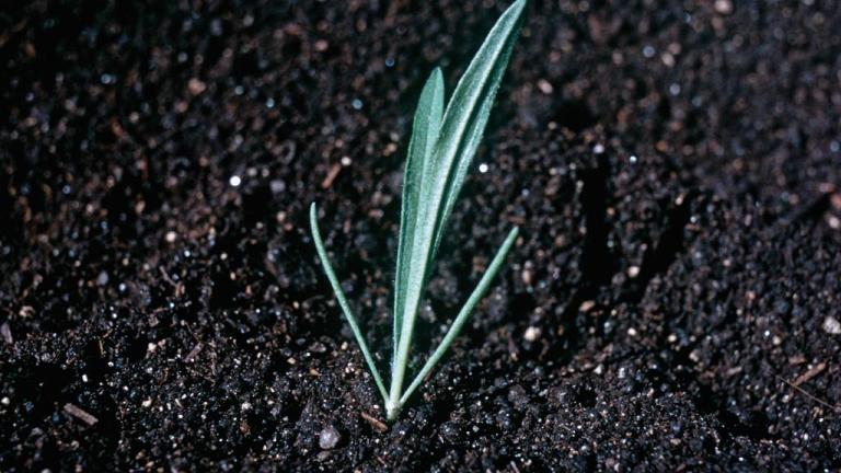 Llantén menor, Dicotiledóneas perennes