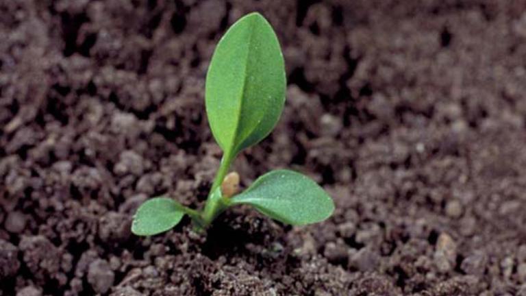 Llantén mayor, Dicotiledóneas perennes