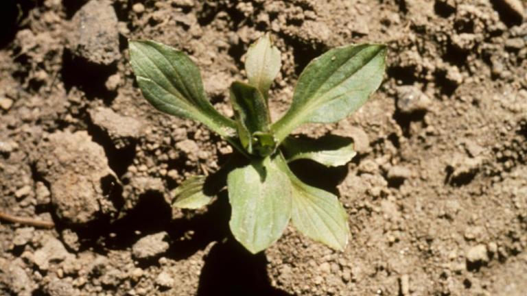 Llantén mayor, Dicotiledóneas perennes