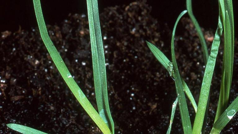 Poa, Gramíneas anuales y perennes