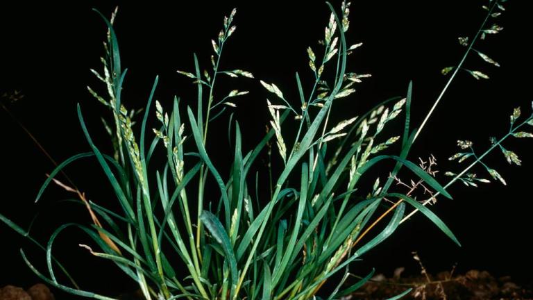 Poa, Gramíneas anuales y perennes
