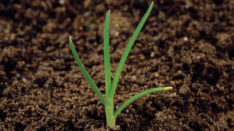 Poa, Gramíneas anuales y perennes