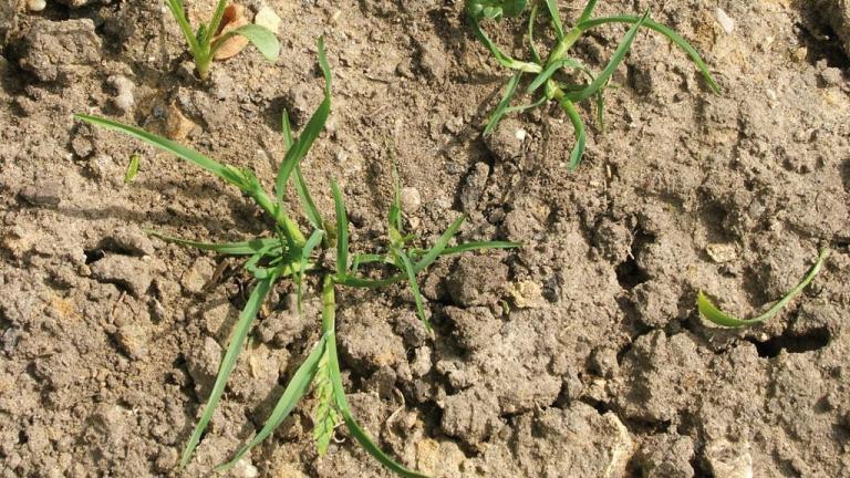Poa, Gramíneas anuales y perennes