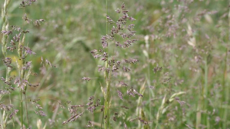 Poa, Gramíneas anuales y perennes