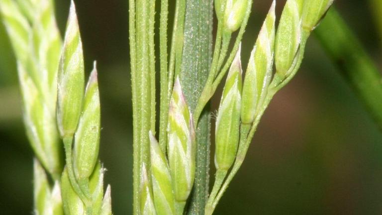 Poa, Gramíneas anuales y perennes