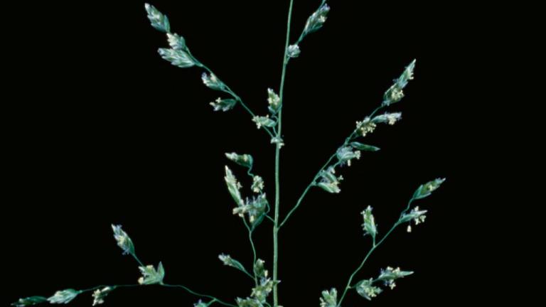 Poa, Gramíneas anuales y perennes