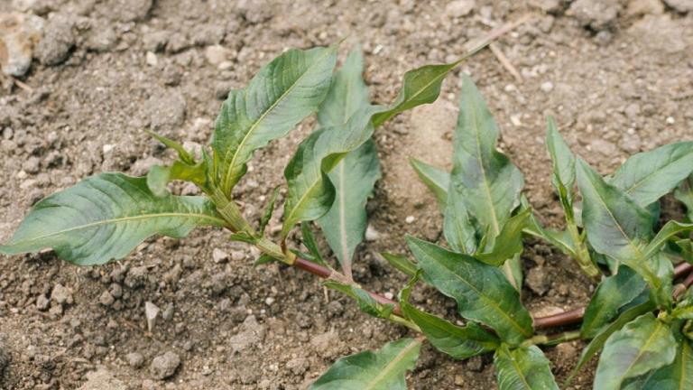 Persicaria, Dicotiledóneas anuales