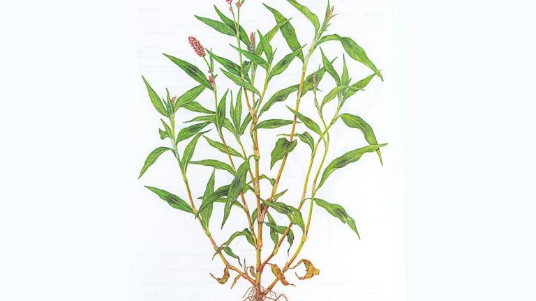 Persicaria, Dicotiledóneas anuales