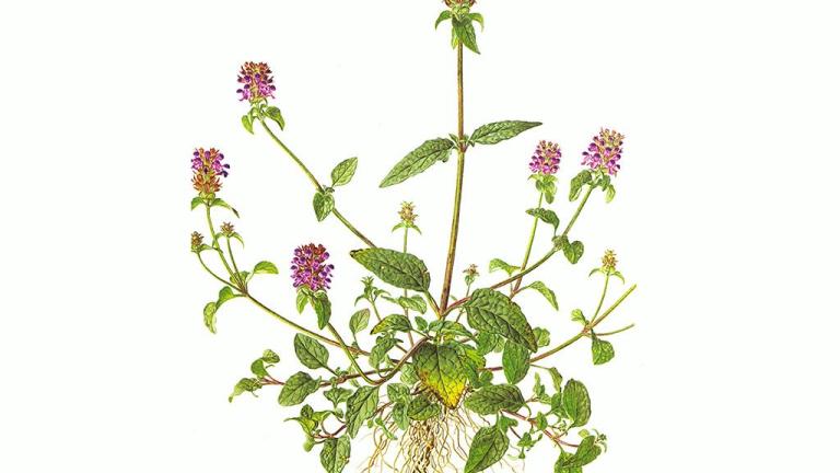 hierba del podador, Dicotiledóneas perennes