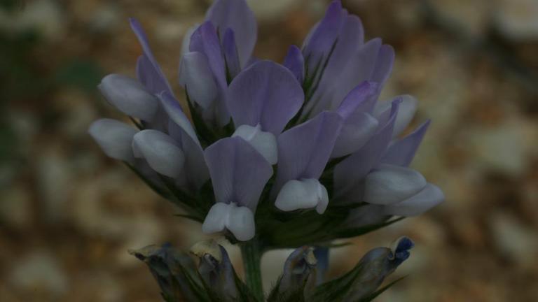 Pestosa, Dicotiledóneas perennes
